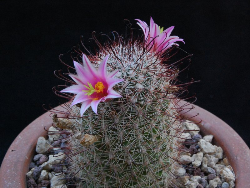 Mammillaria microcarpa LZ 879