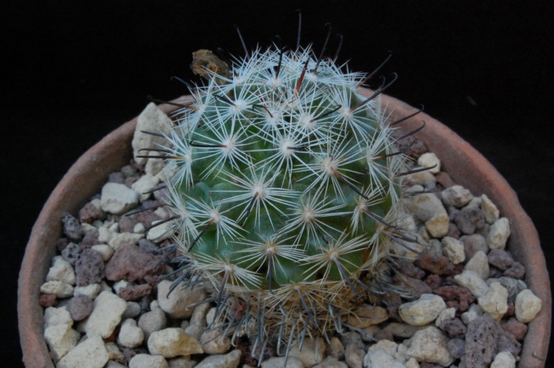 Mammillaria insularis 