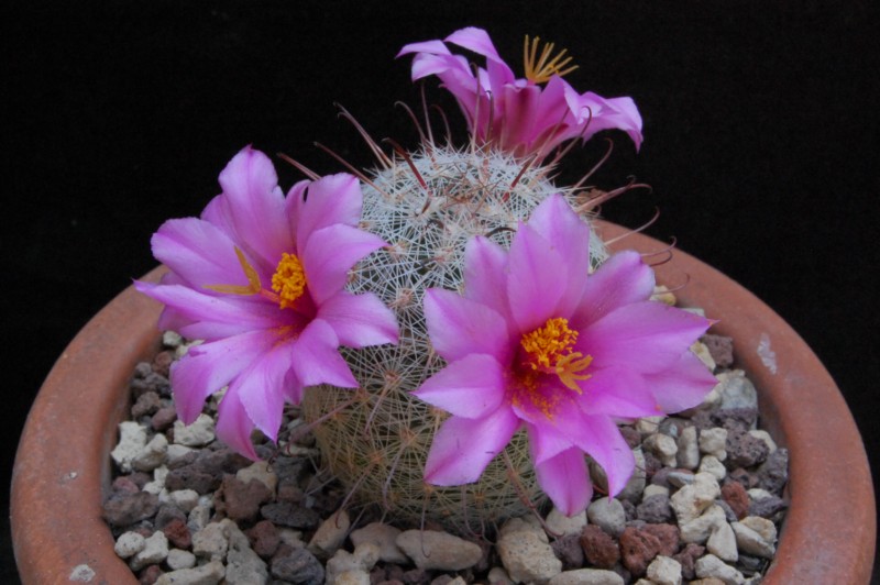 Mammillaria microcarpa MUG 117