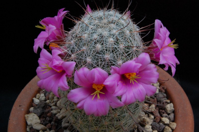 Mammillaria microcarpa MUG 117