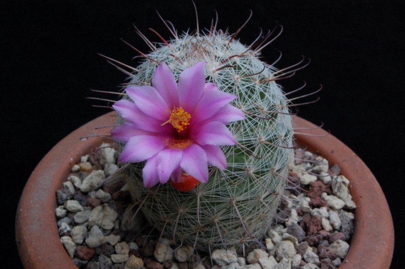 Mammillaria microcarpa MUG 117