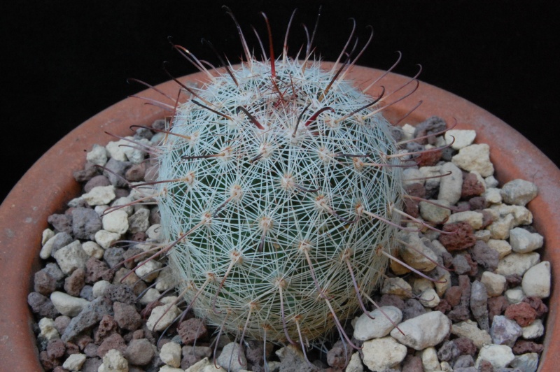 Mammillaria microcarpa MUG 117