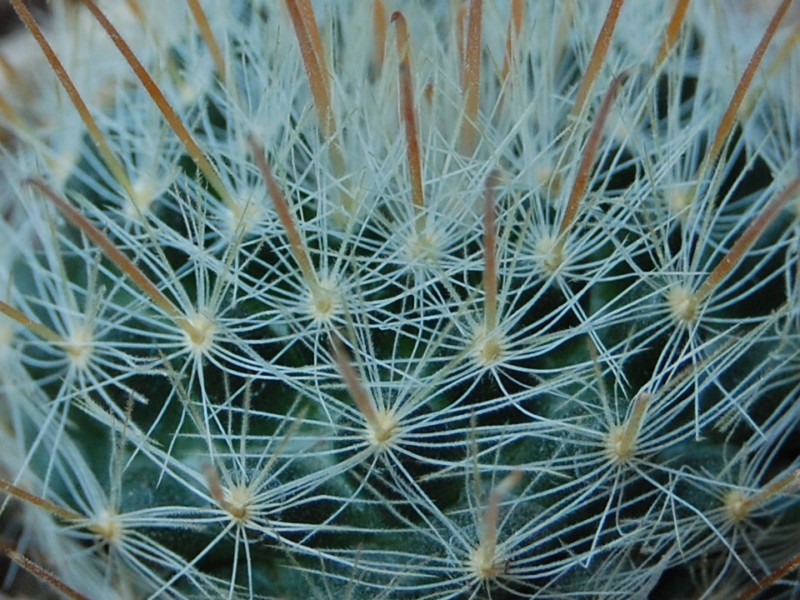 Mammillaria nazasensis SB 489