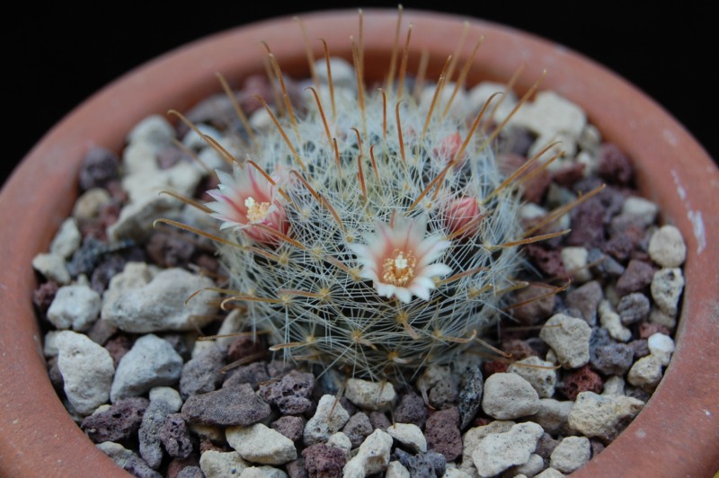 Mammillaria nazasensis SB 489