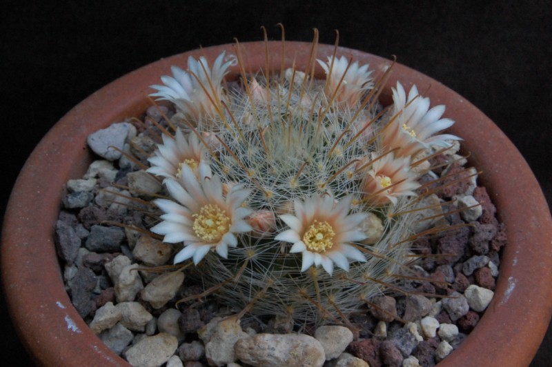 Mammillaria nazasensis SB 489