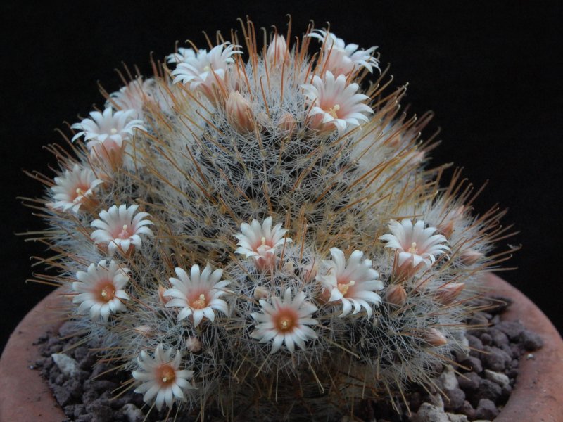 Mammillaria nazasensis SB 489