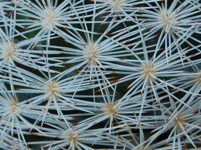 Mammillaria wohlschlageri 