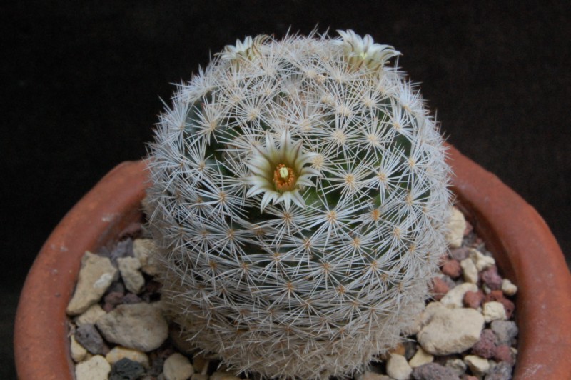 Mammillaria wohlschlageri 