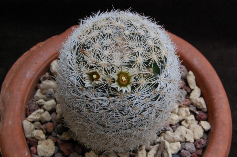 Mammillaria wohlschlageri 