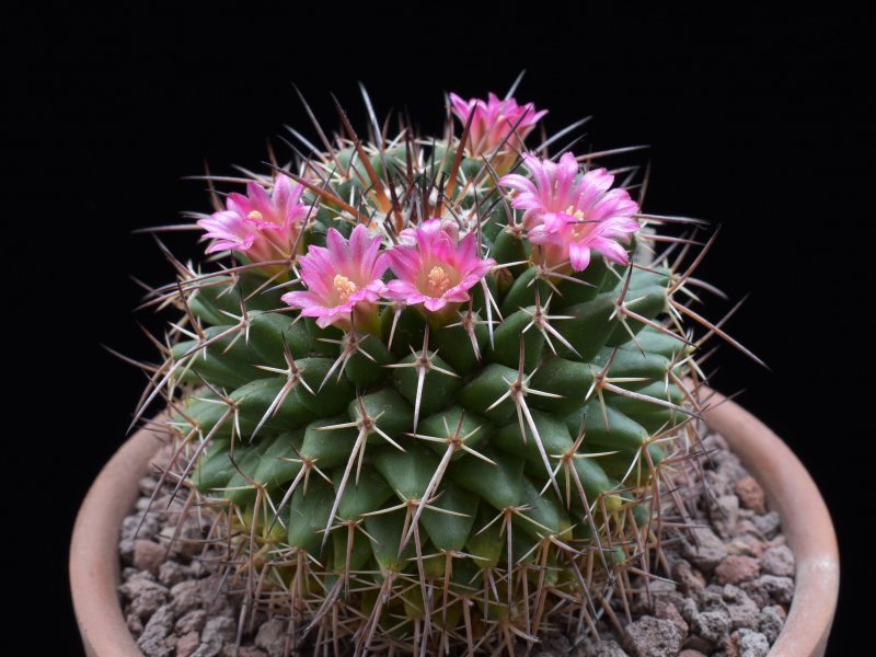 Mammillaria seitziana v. tolantongensis REP 1689