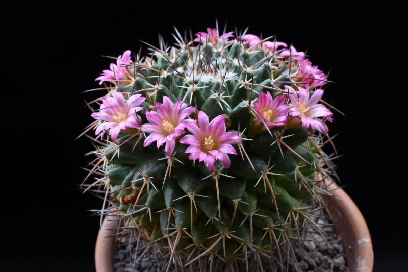 Mammillaria seitziana v. tolantongensis REP 1689
