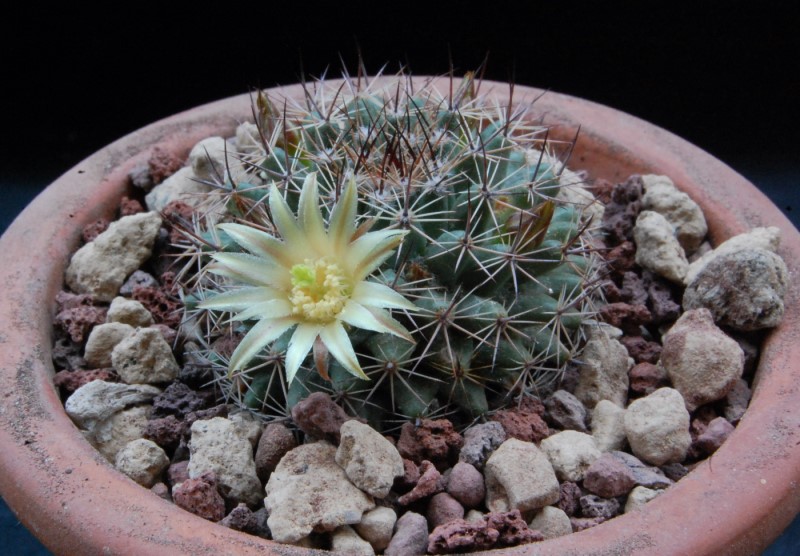 Mammillaria brandegeei ssp. glareosa 