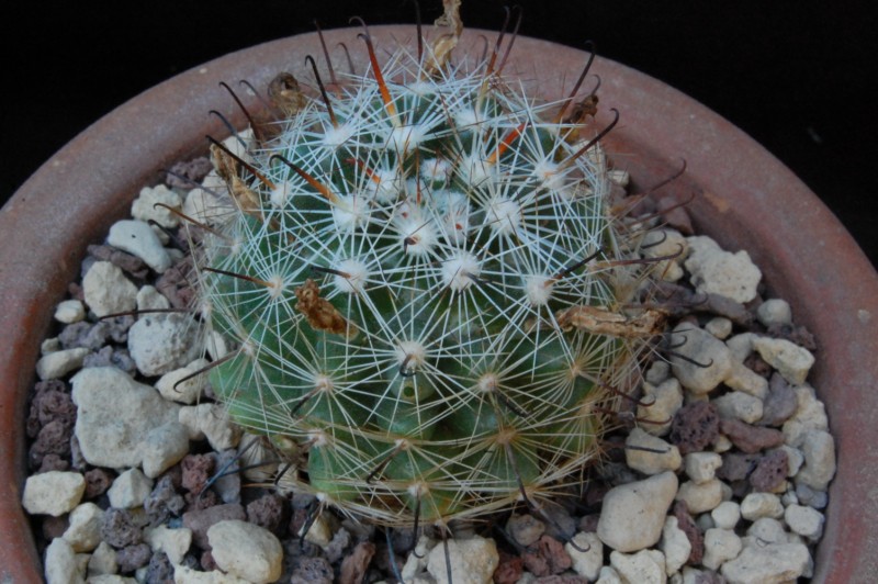 Mammillaria insularis 