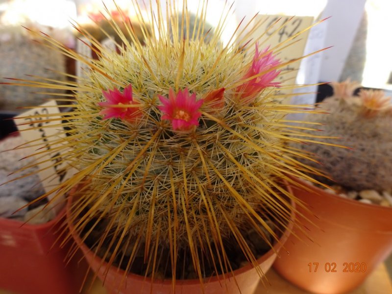 Mammillaria dixanthocentron 