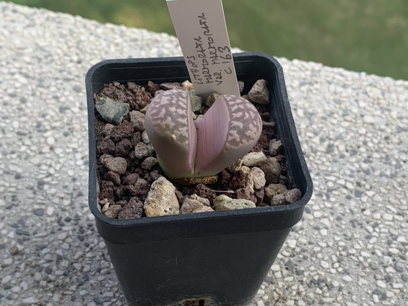 Lithops marmorata C163