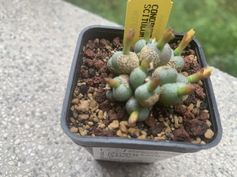 Conophytum scitulum 