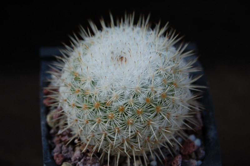 Mammillaria fuauxiana ROG 283