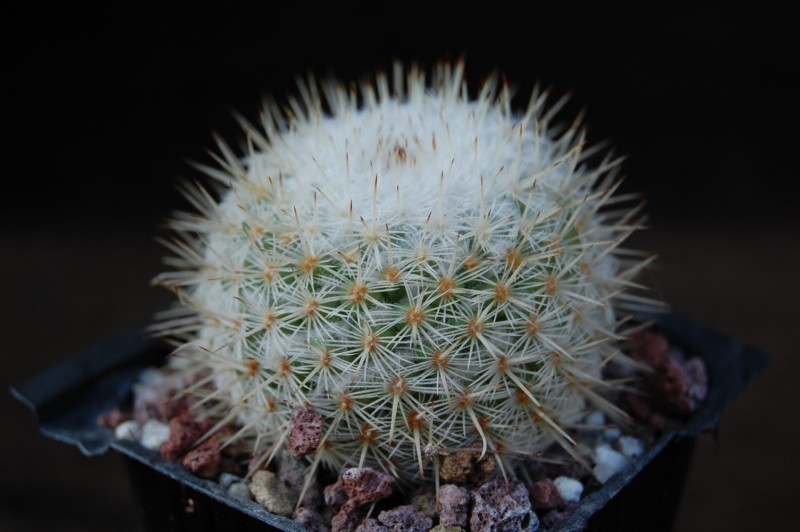 Mammillaria fuauxiana ROG 283