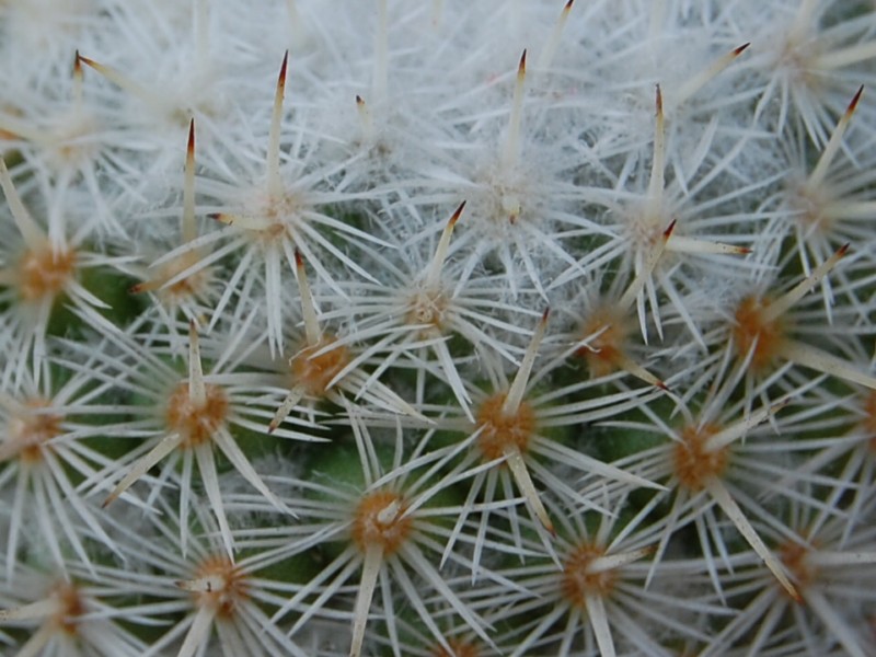 Mammillaria fuauxiana ROG 283