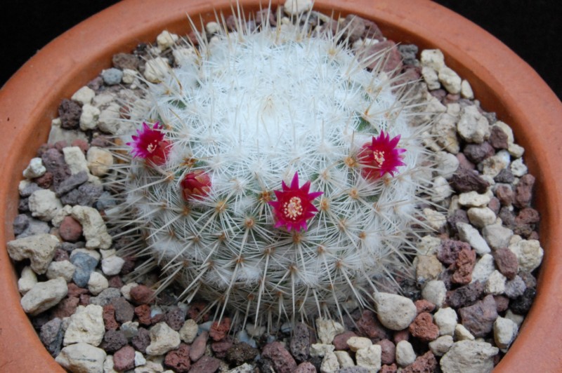 Mammillaria fuauxiana ROG 283