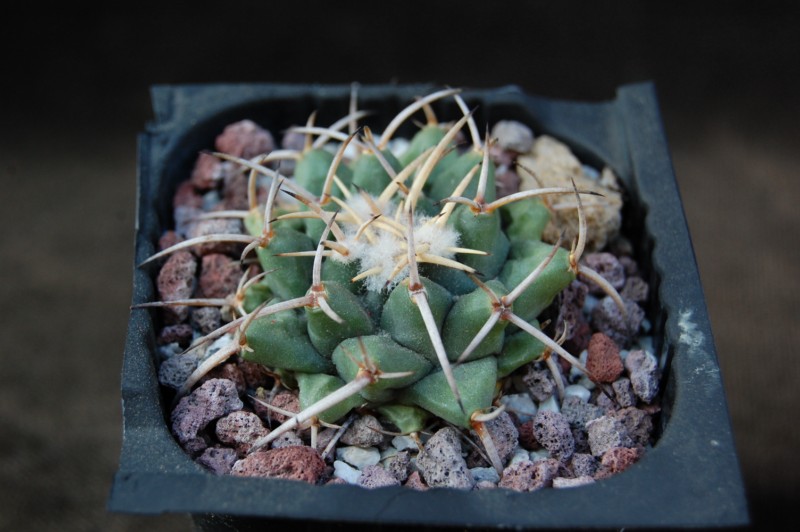 Mammillaria vagaspina ML 571