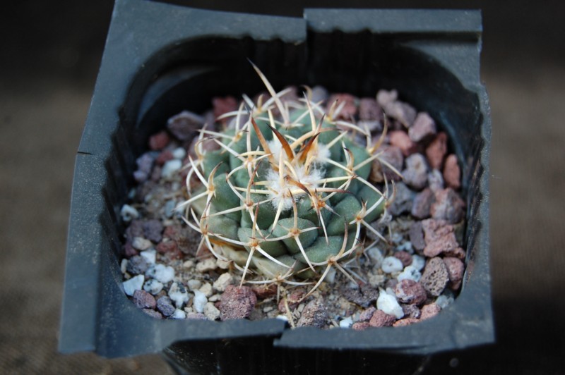 Mammillaria vagaspina ML 571