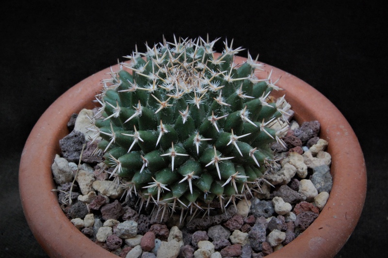 Mammillaria formosa ML 424