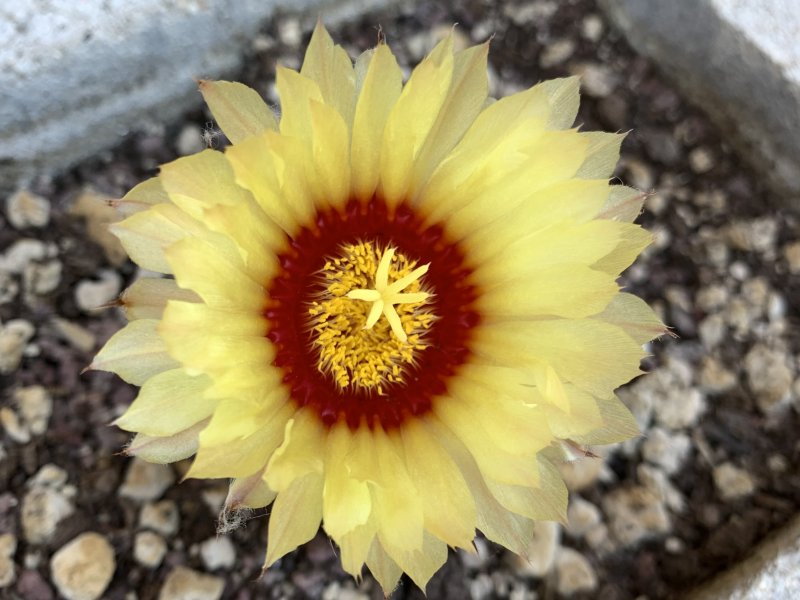 Astrophytum asterias 