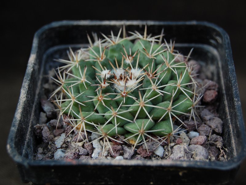 Mammillaria heyderi ssp. meiacantha ML 451