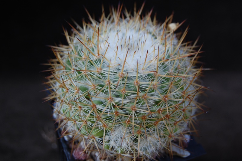 Mammillaria haageana ssp. acultzingensis TL 09