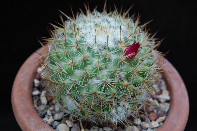 Mammillaria haageana ssp. acultzingensis TL 9