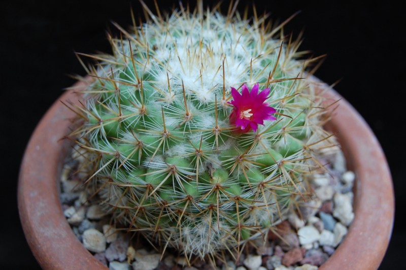 Mammillaria haageana ssp. acultzingensis TL 9