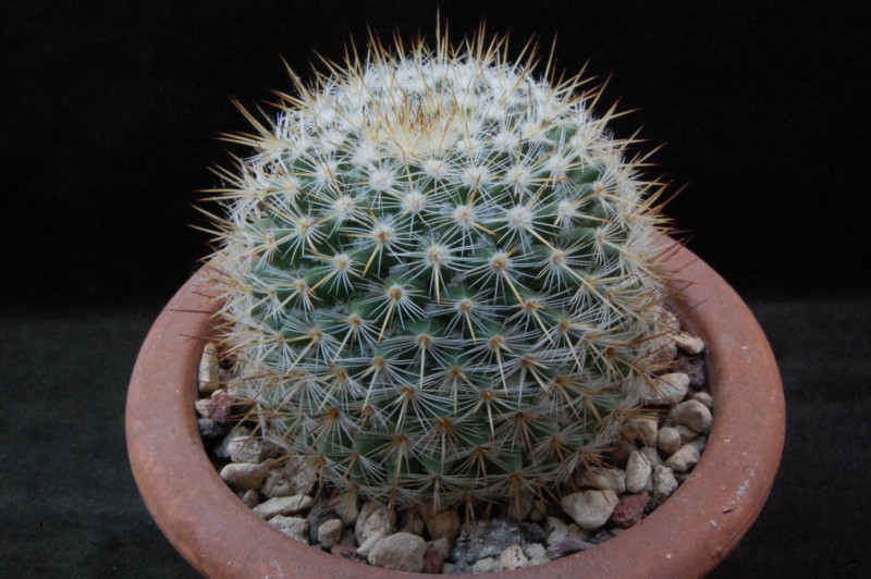 Mammillaria haageana ssp. acultzingensis TL 9