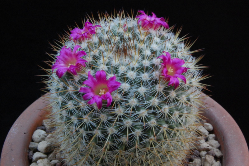 Mammillaria haageana ssp. acultzingensis TL 9