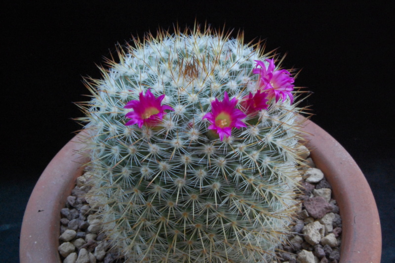 Mammillaria haageana ssp. acultzingensis TL 9