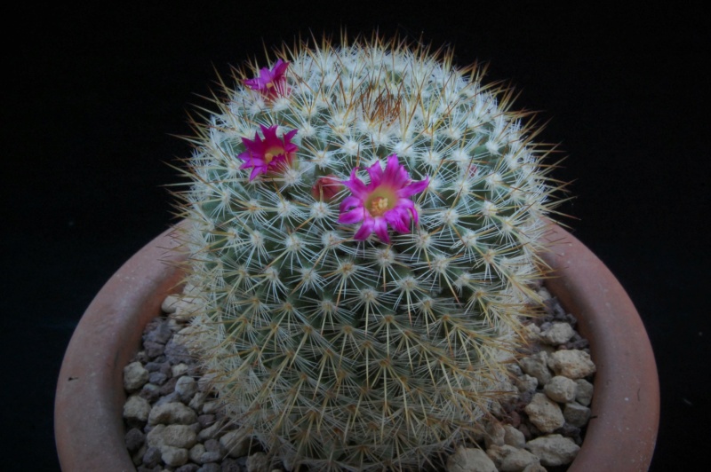 Mammillaria haageana ssp. acultzingensis TL 9