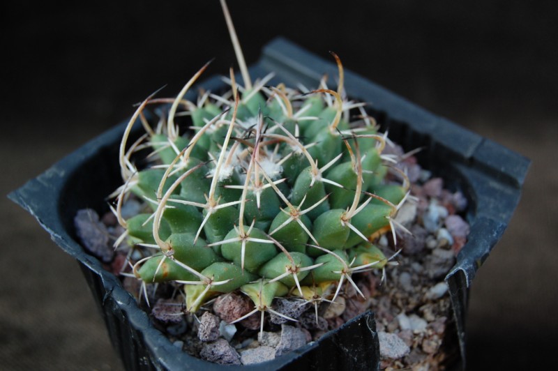 Mammillaria vagaspina ML 94