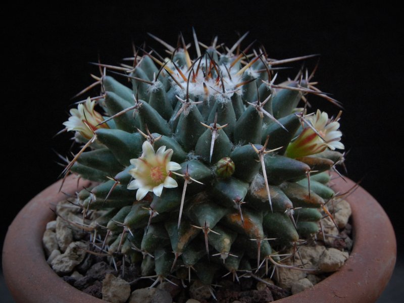 Mammillaria vagaspina ML 94