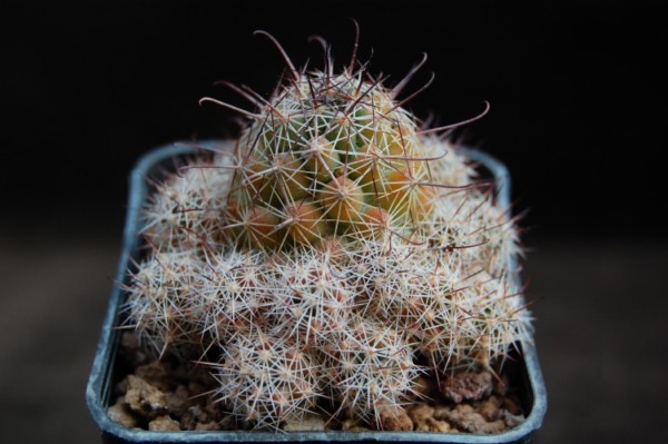 Mammillaria mazatlanensis ssp. patonii 