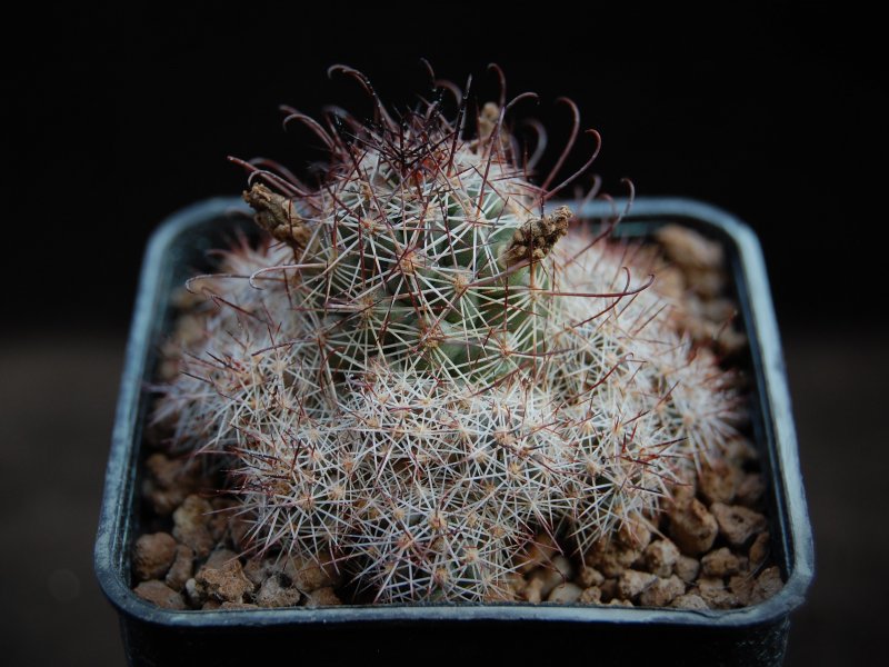 Mammillaria mazatlanensis ssp. patonii 