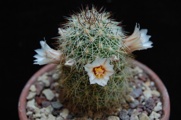 Mammillaria phitauiana SB 1259