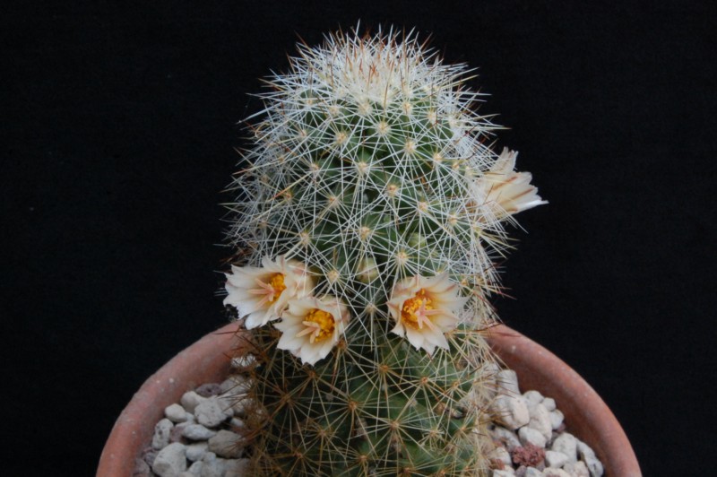 Mammillaria phitauiana SB 1259