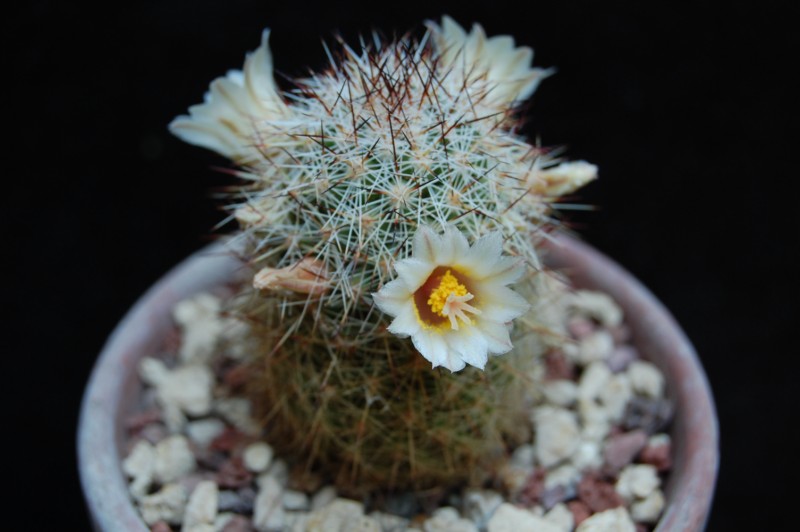 Mammillaria phitauiana SB 1259