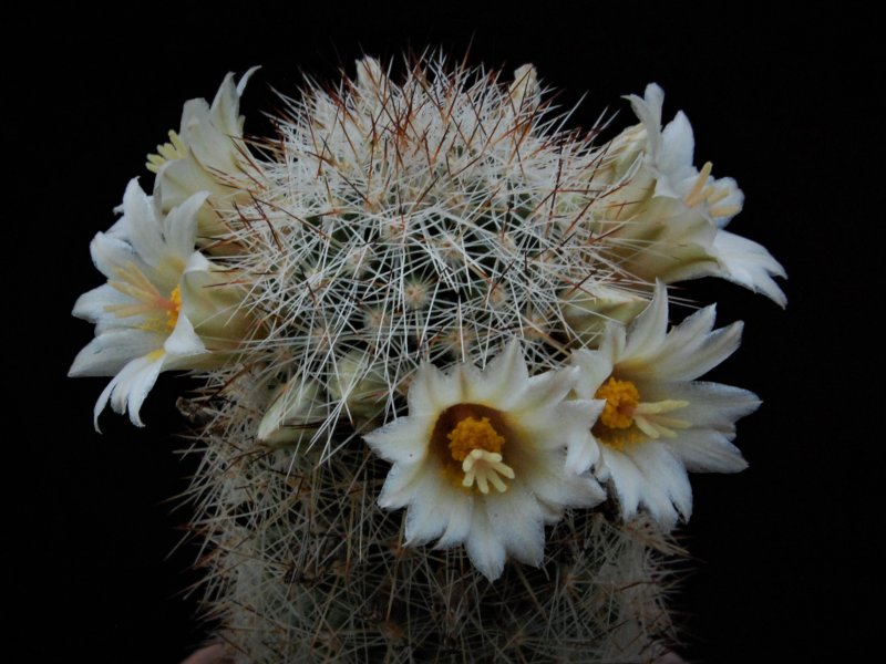 Mammillaria phitauiana SB 1259