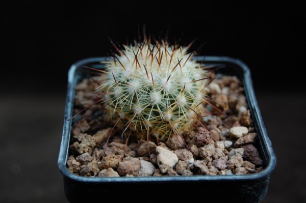 Mammillaria neopalmeri LAU 07