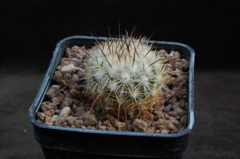 Mammillaria neopalmeri LAU 07