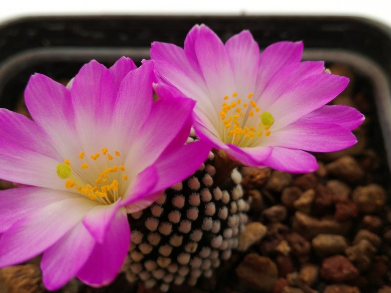 Mammillaria luethyi 