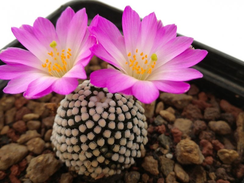 Mammillaria luethyi 