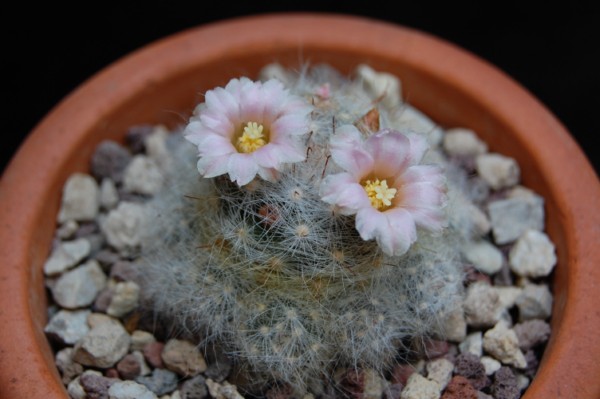 Mammillaria glassii f. lau 1339 