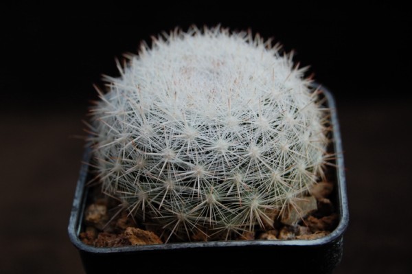 Mammillaria candida SB 280